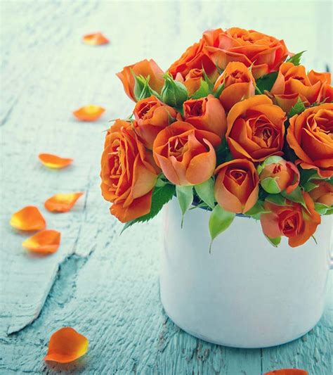 10 Most Beautiful Orange Roses For Your Garden