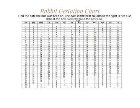 Rabbit Gestation Chart Rabbit Due Date Calculator - Etsy