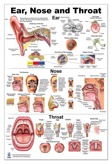 Ear, Nose Throat Anatomy Chart Poster Laminated | ubicaciondepersonas.cdmx.gob.mx