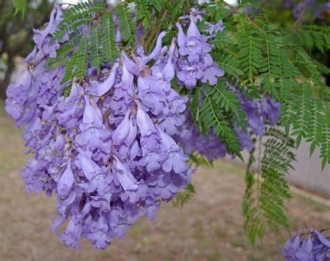 Buy Majestic Jacaranda Plants Online.