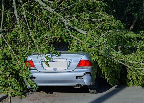 Tree Removal for Tyler, TX | Integrity Tree Care