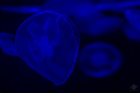 Moon Jellyfish-Facts and Photographs – Seaunseen