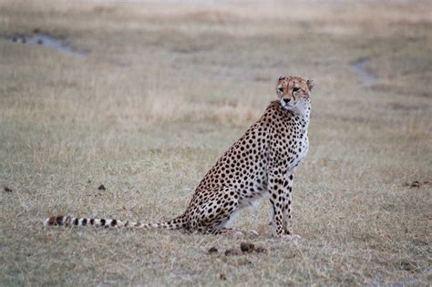 Travellers' Guide To Ngorongoro Conservation Area - Wiki Travel Guide - Travellerspoint