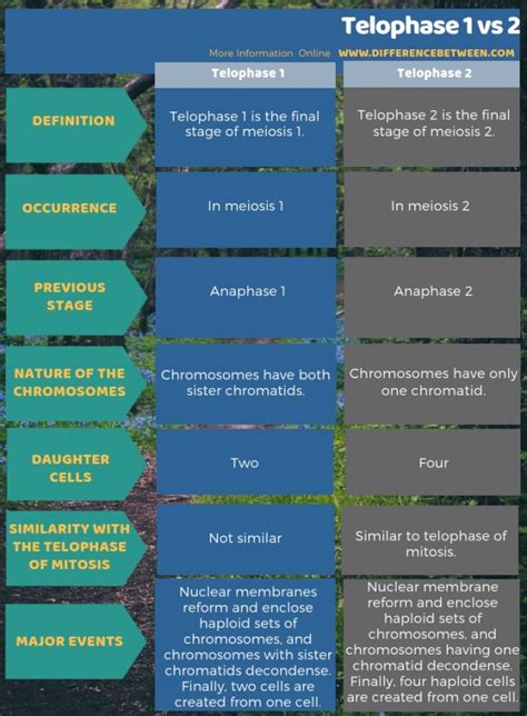 Difference Between Telophase 1 and 2 | Compare the Difference Between Similar Terms