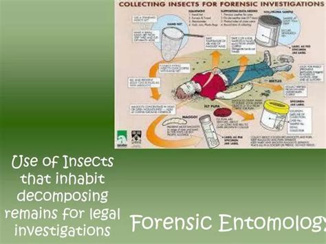 PPT - Forensic Entomology PowerPoint Presentation, free download - ID ...