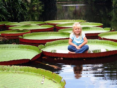 Victoria Amazonica Giant Waterlily 5 Seeds Rare Giant Lotus | Giant ...