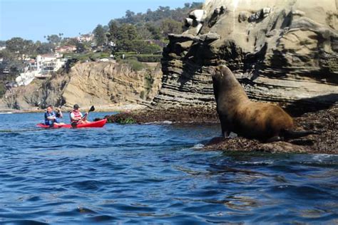 La Jolla: 2.5-Hour Kayak and Snorkel Tour | GetYourGuide