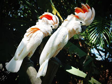 10 Top Pet Cockatoo Species