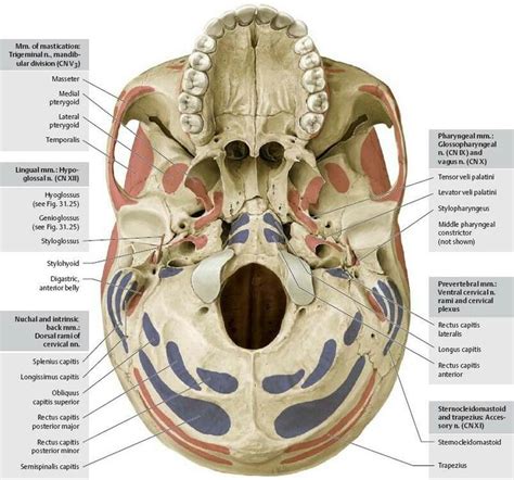 Skull anatomy, Anatomy, Human skeleton anatomy