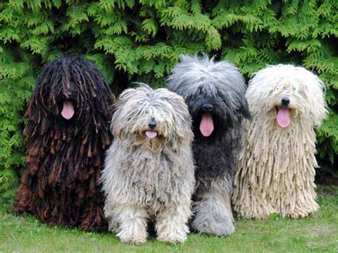 Komondor - Temperament, Lifespan, Shedding, Puppy