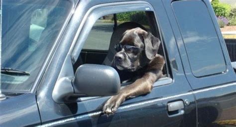 Dogs in cars – FuzzFeed