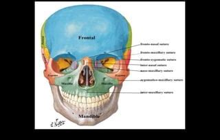 Norma Frontalis | PPT