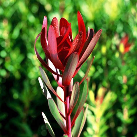 140mm Safari Sunset | Garden shrubs, Safari, Plants online