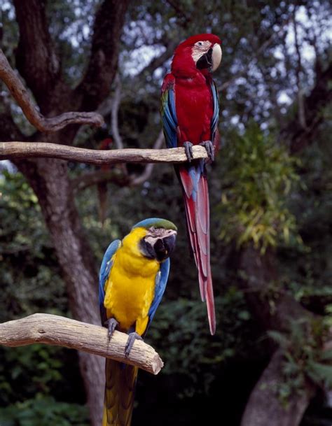 Residents of Parrot Jungle and Gardens, south of Miami, Florida | Library of Congress