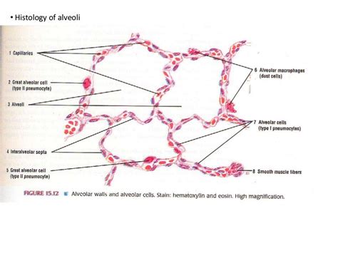 Anatomy of Tracheobronchial Tree and Bronchopulmonary Segments with s…