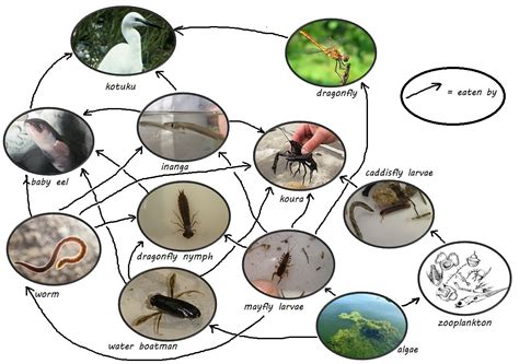 Wetland Interconnectedness | LEARNZ