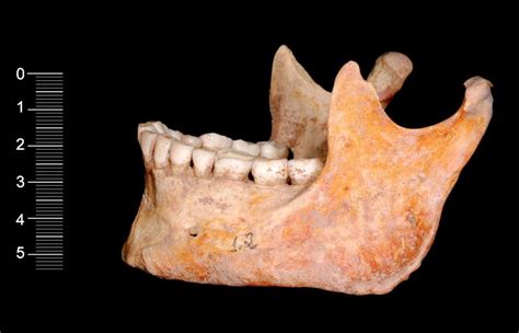 Cavemen Bones Yield Oldest Modern Human DNA | Human Origins | Live Science