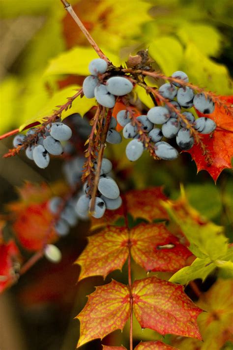 Sour Grapes Photograph by Rickey Johnson | Fine Art America