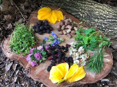 Building Confidence in Your Wild Edible Foraging Skills - The Prepper Dome