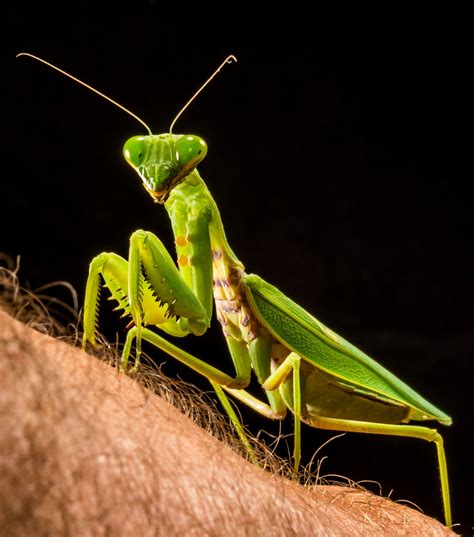 Fotos gratis : verde, Mantis religiosa, fauna, invertebrado, de cerca, mantis, saltamontes ...