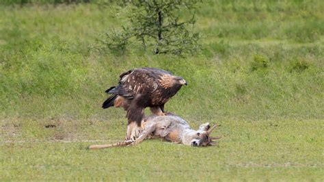 Eagle Attack Deer Success In The Wild - YouTube