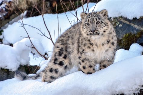 Rare snow leopards spotted near Kazakhstan's Almaty amid COVID-19 lockdown | Daily Sabah