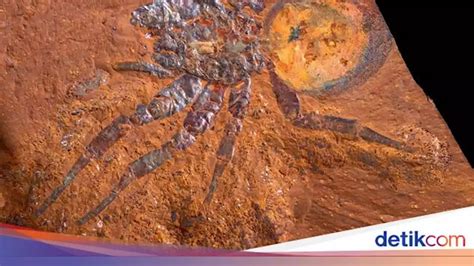 Giant Spider Fossils: A Rare Discovery from Ancient Australia - World Today News