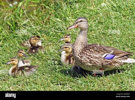 Mallard Duck Ducklings