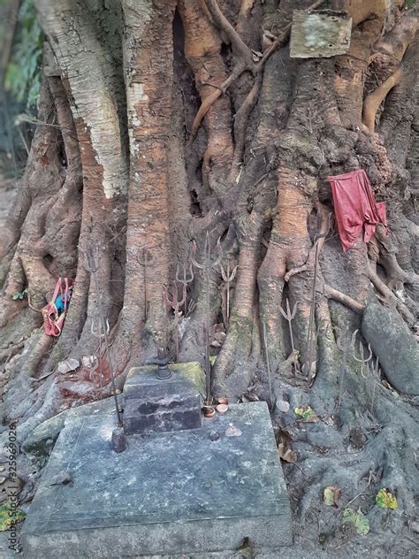 Banyan tree worshipped by Hindu people in India Stock Photo | Adobe Stock