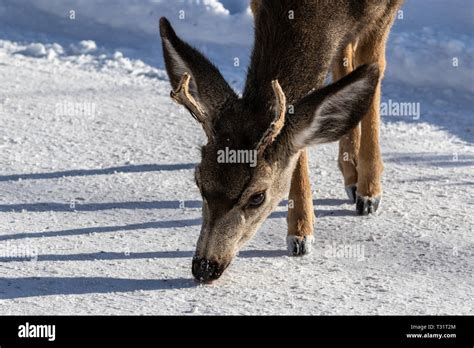 Closeup of young male Kaibab deer (subspecies of mule deer) with ...