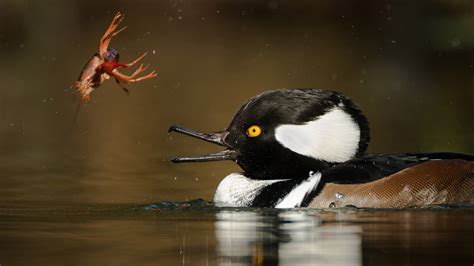 Hooded Merganser | Audubon Field Guide