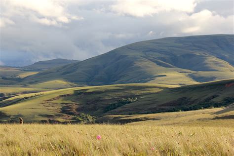 In the rush to reforest, are the world's old-growth grasslands losing out?