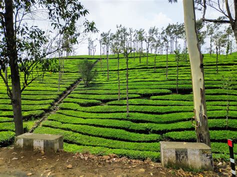 Kerala tea plantations... : r/india