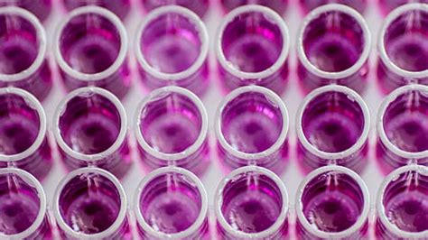 Transfection-Grade Plasmid DNA Purification | Technology Networks