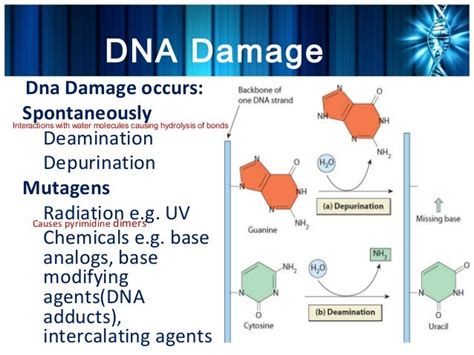 Dna damage and repair