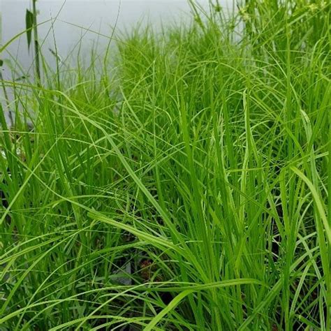 Carex muskingumensis (Palm Sedge)