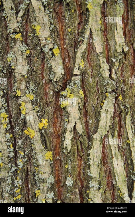 tree bark as a background Stock Photo - Alamy