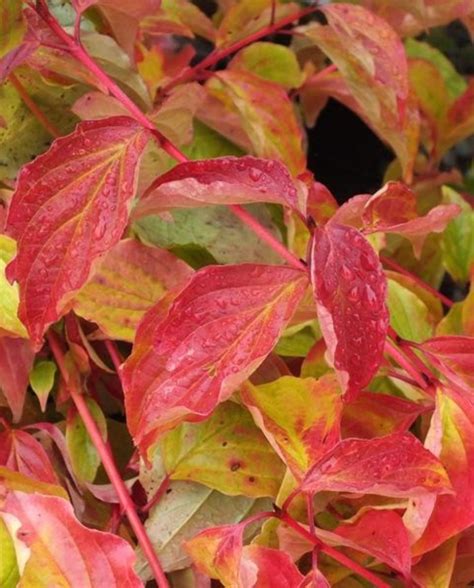 Cornus sanguinea Anny's Winter Orange AGM