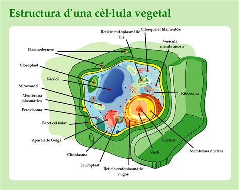 File:Plant Cell Structure - Estructura d-una cel-lula vegetal Català-Catalan.png - The Work of ...