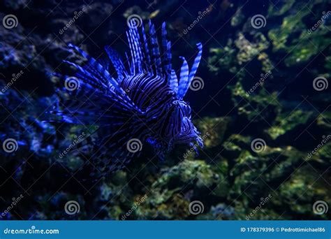 Wildlife in the Munich Zoo stock photo. Image of mammal - 178379396