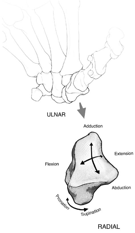 The motion arcs of the metacarpal on the trapezium are... | Download Scientific Diagram