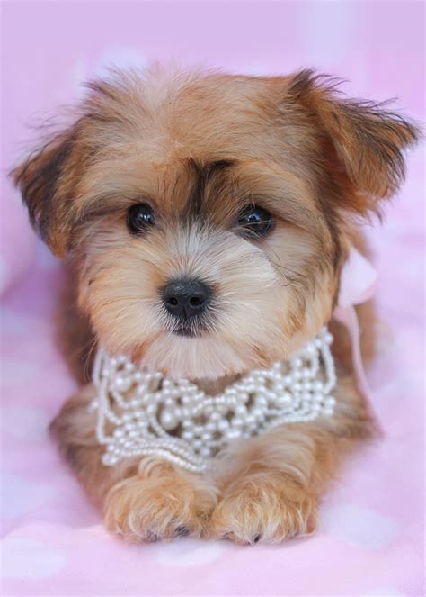 Beautiful Morkie Puppies For Sale at TeaCups | Teacups, Puppies & Boutique