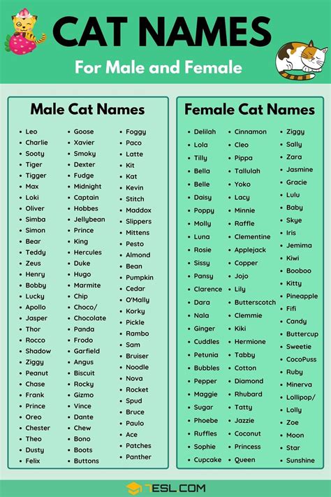 Cat Names Female English