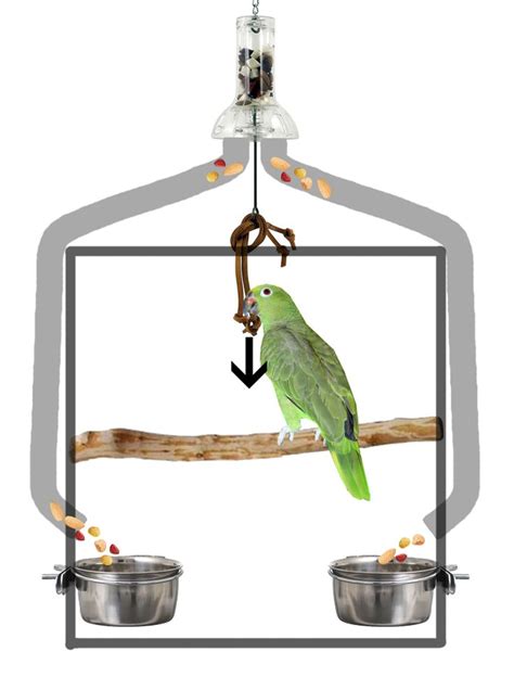 Pin on Ideas for bird toys and enrichment