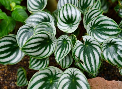 11 Most Popular Peperomia Varieties (With Characteristics Of Each ...