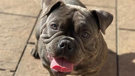 Micro Bully: The Miniature American Bully Breed Guide