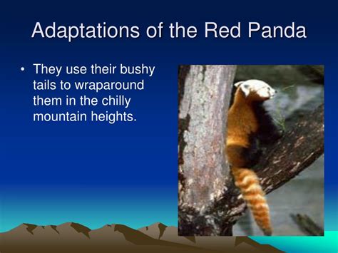 Red Panda Adaptations Diagram