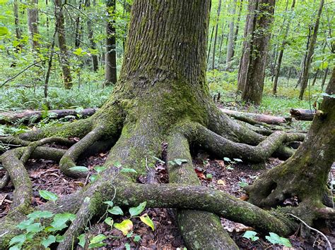 Hike the trails of Big Canoe – Part 1 — Big Canoe Trails