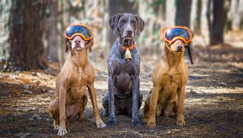 Protective Clothing & Gear for Hunting Dogs - The Accidental Bird Dog