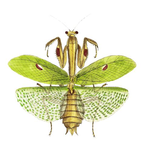 Sacred mantis or Idol mantis illustration… | Free public domain illustration